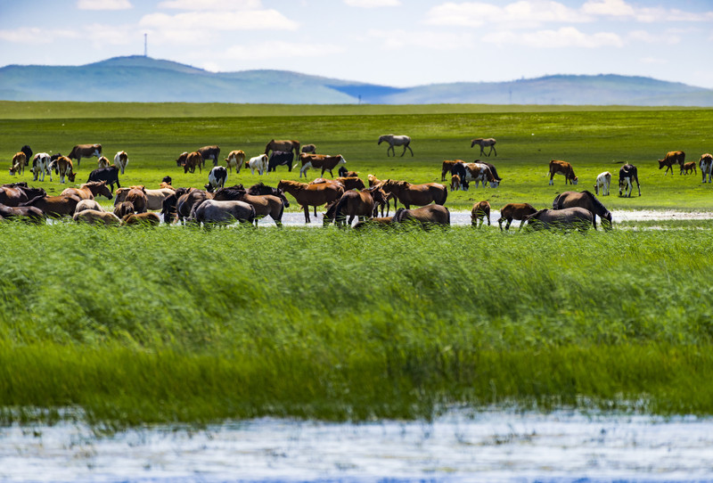 内蒙古草原探险之旅✨